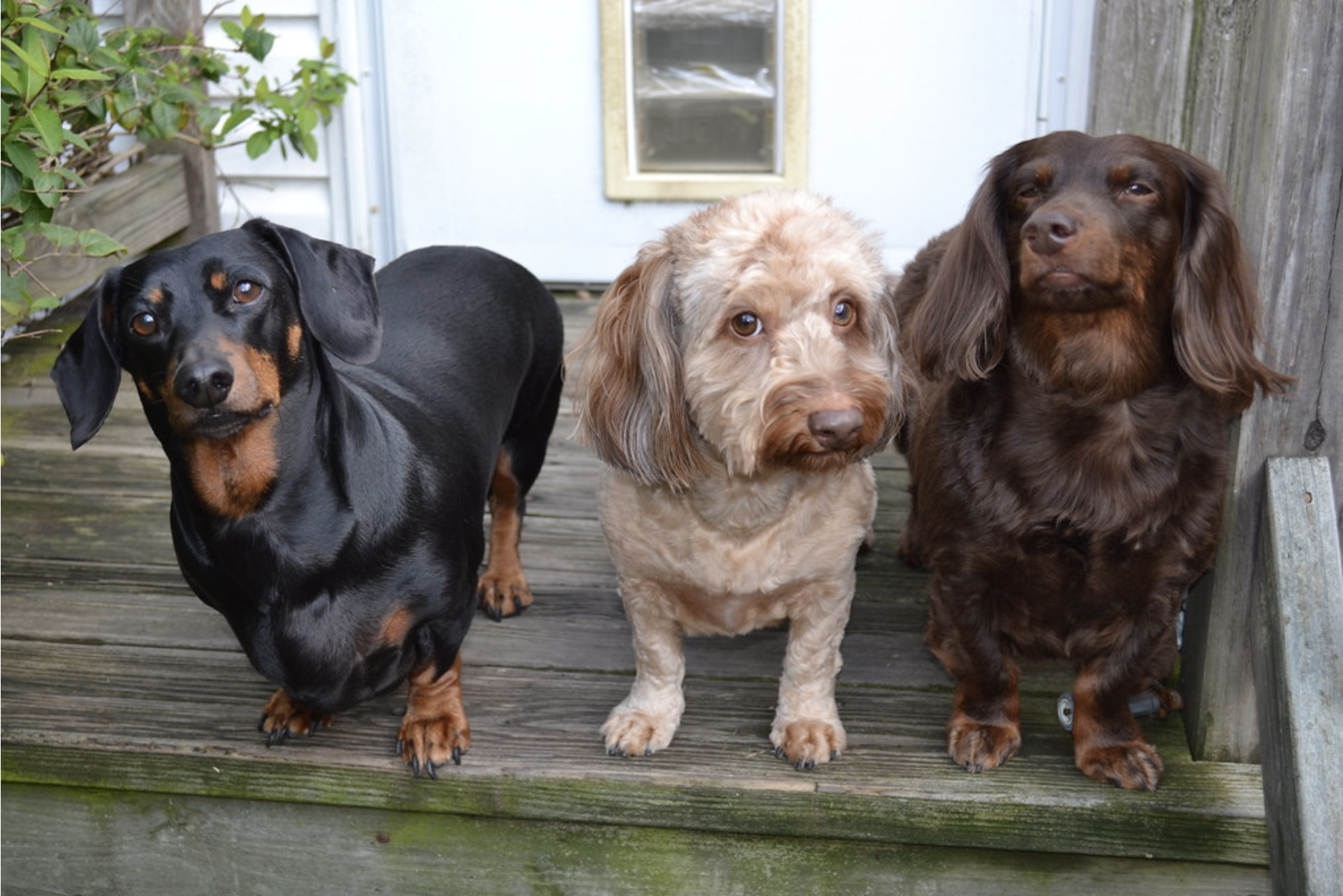 three dogs sitting on steps