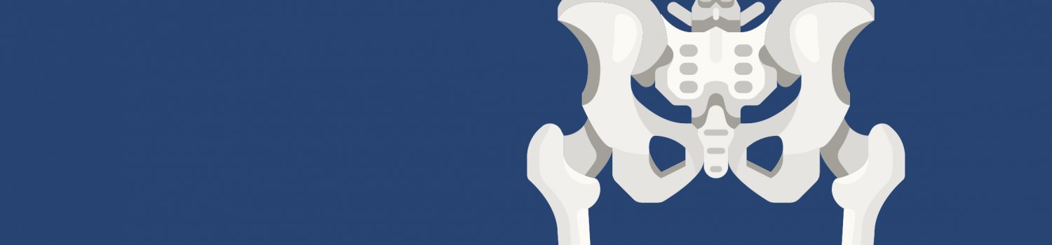 Illustration of the human pelvic bones
