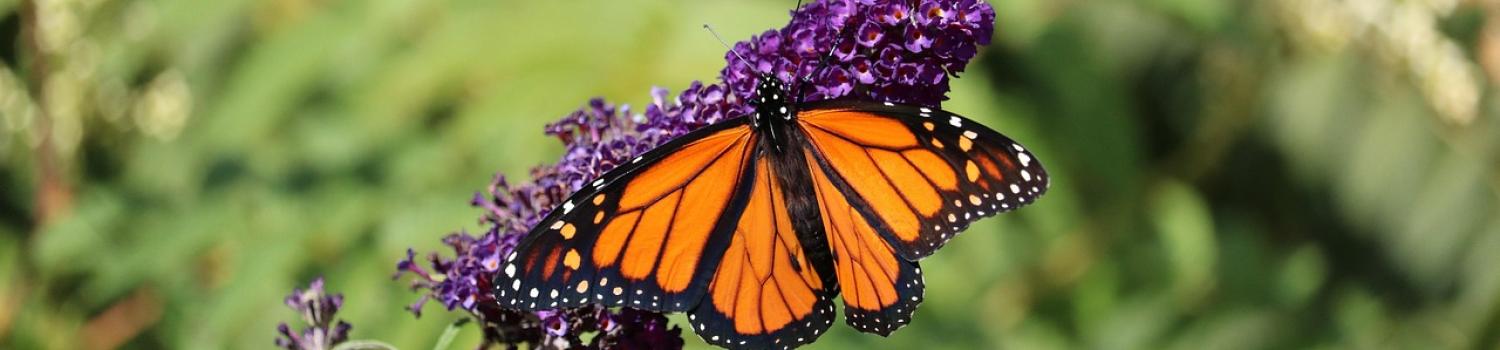 Monarch butterfly on flower