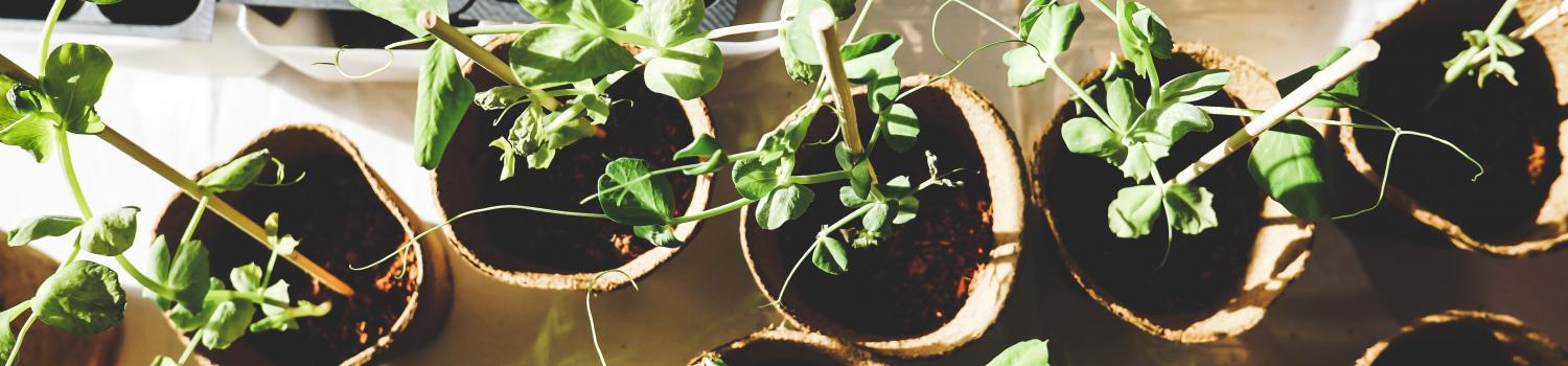 Image of person starting seeds indoors.
