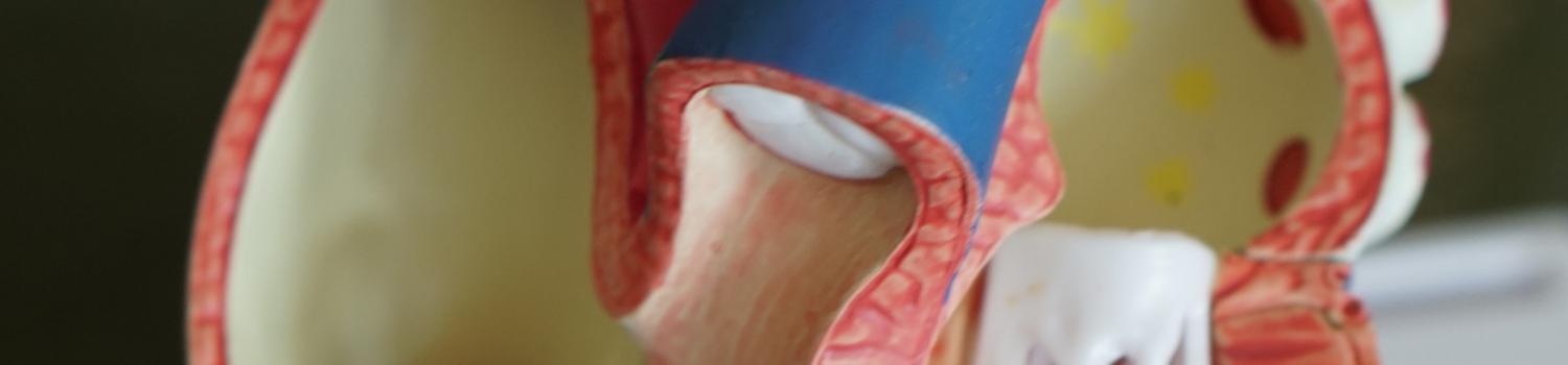 a cross-section of a model of the human heart