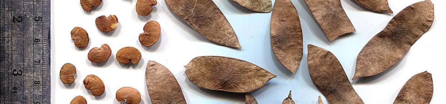 pictures of seeds and pods saved from a garden for future growing