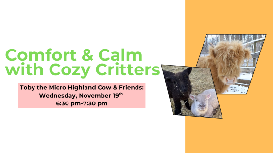 Comfort & Calm with Cozy Critters. Toby the Micro Highland Cow & Friends: Wednesday, November 19th 6:30 pm-7:30 pm