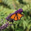Monarch butterfly on flower